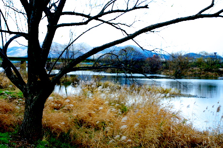 冬の桂川２