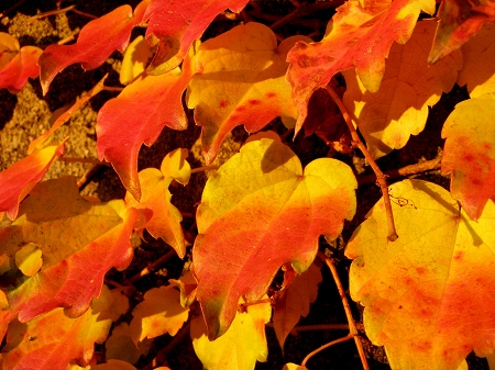蔦の紅葉