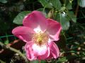 薔薇アンジェラ