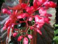木立ちベコニアのお花