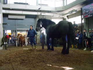 馬市場02’2004.2.24