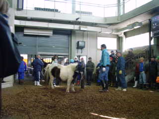 馬市場03’2004.2.24