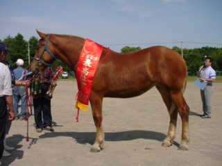 第32回種馬共進会（栄）’2004.7.23