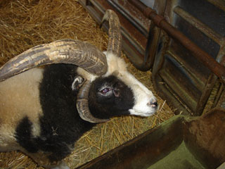 羊’2004.8.16