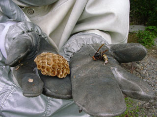 蜂の巣02’2004.8.27