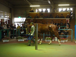北海道乗用馬市場02’2004.9.28