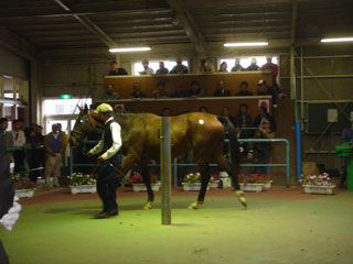 北海道乗用馬市場03’2004.9.28