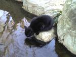 丸山公園　黒猫