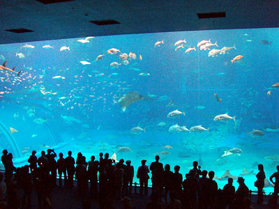 沖縄　美ら海水族館　黒潮の海