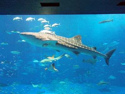 沖縄　美ら海水族館　黒潮の海　ジンベエザメ