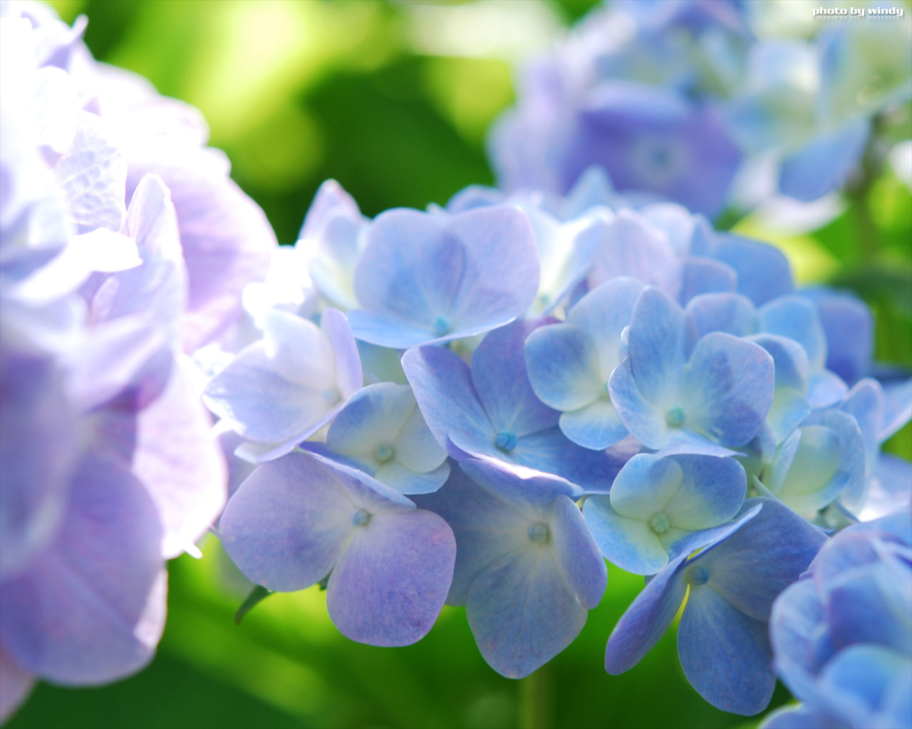さんぽふぉと Sanpophoto 無料壁紙 光溢れる紫陽花