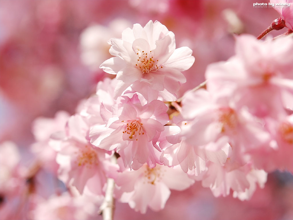さんぽふぉと Sanpophoto 無料壁紙 八重紅枝垂れ 各務原桜祭り