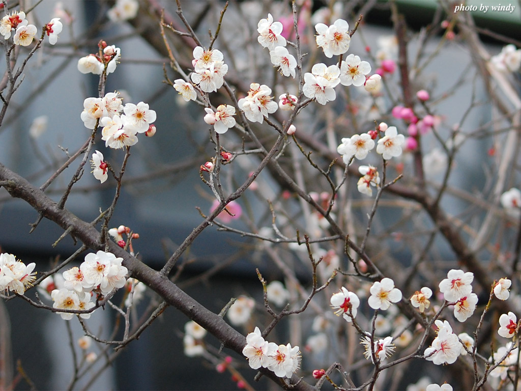 さんぽふぉと Sanpophoto 無料壁紙 梅の花たち