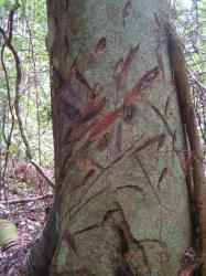 ゴムの木　傷はゴム採取の跡