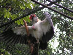 ブラジルの鳥