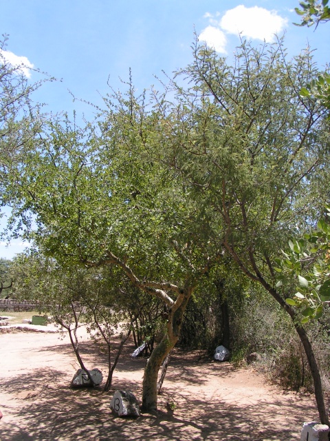 ナミビアのコルクの木