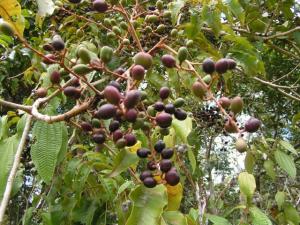 アマゾン川の植物・美味しい木の実