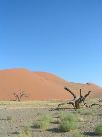 ナミブ沙漠・ナミブ砂漠（ナミビア）